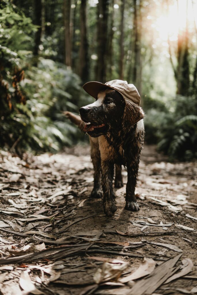 A playful dog wearing a cap explores a sunlit forest path, highlighting adventure and nature.